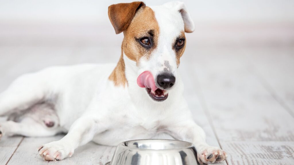 nutrisource-substitutes-for-dogs