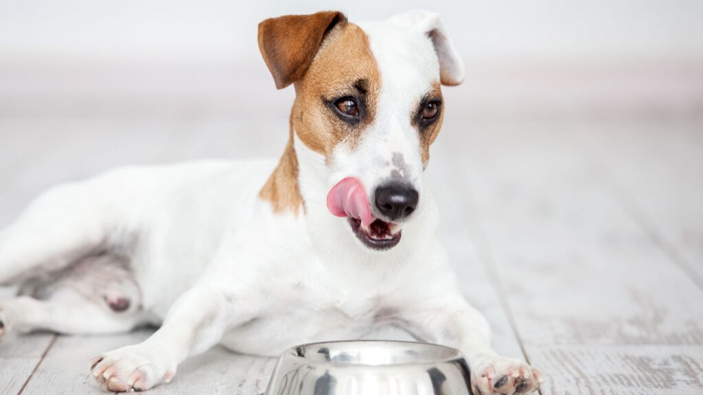 ollie-dog-food-for-better-digestive-health