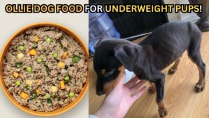 ollie-dog-food-for-underweight-puppies