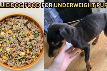 ollie-dog-food-for-underweight-puppies