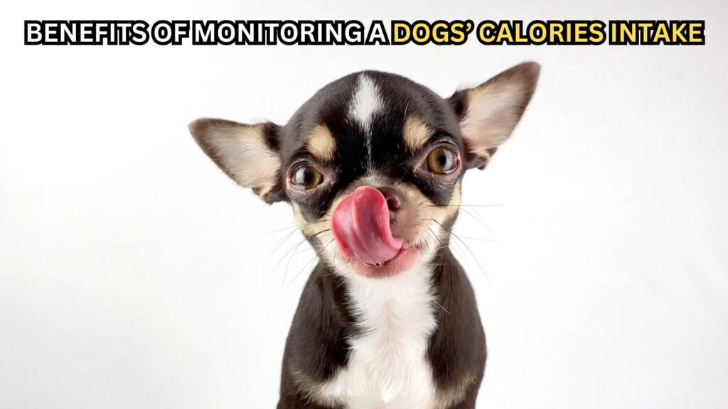 the-benefits-of-monitoring-a-dogs-calories-intake