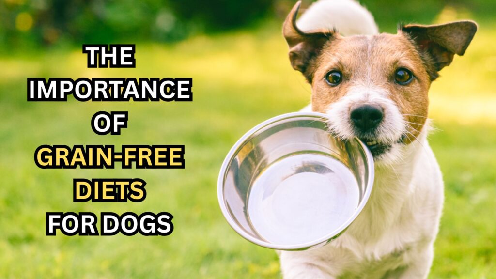 the-importance-of-grain-free-diets-for-dogs