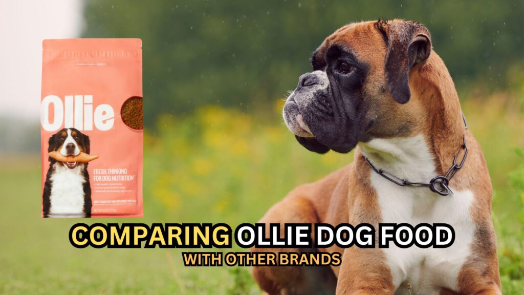 comparing-ollie-dog-food-for-boxers-with-other-brands