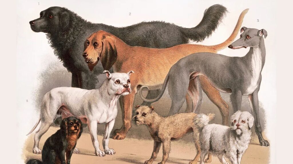 different-dog-breeds-and-size-variations