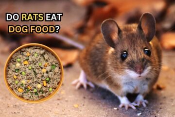 do-rats-eat-dog-food