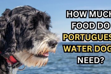 how-much-food-do-portuguese-water-dog-need