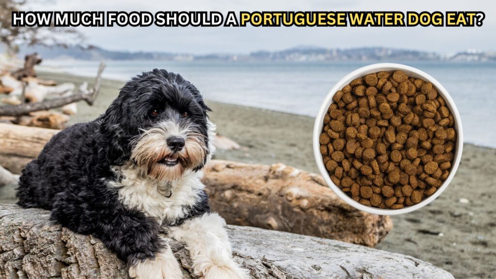 how-much-food-should-your-portuguese-water-dog-eat