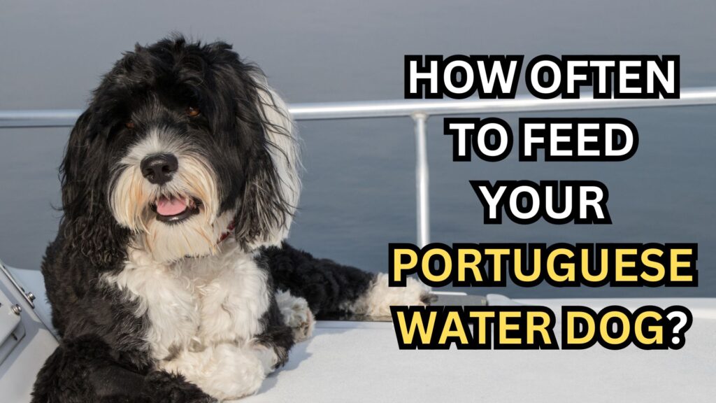 how-often-to-feed-your-portuguese-water-dog