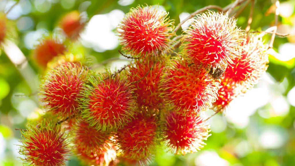 how-to-safely-introduce-rambutan-into-your-dogs-diet