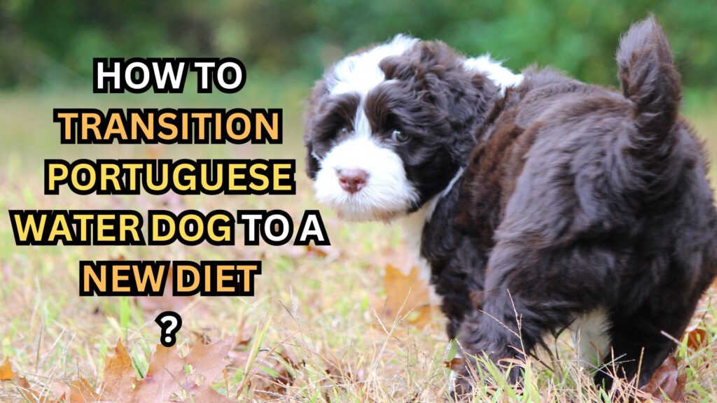how-to-transition-portuguese-water-dog-to-a-new-diet