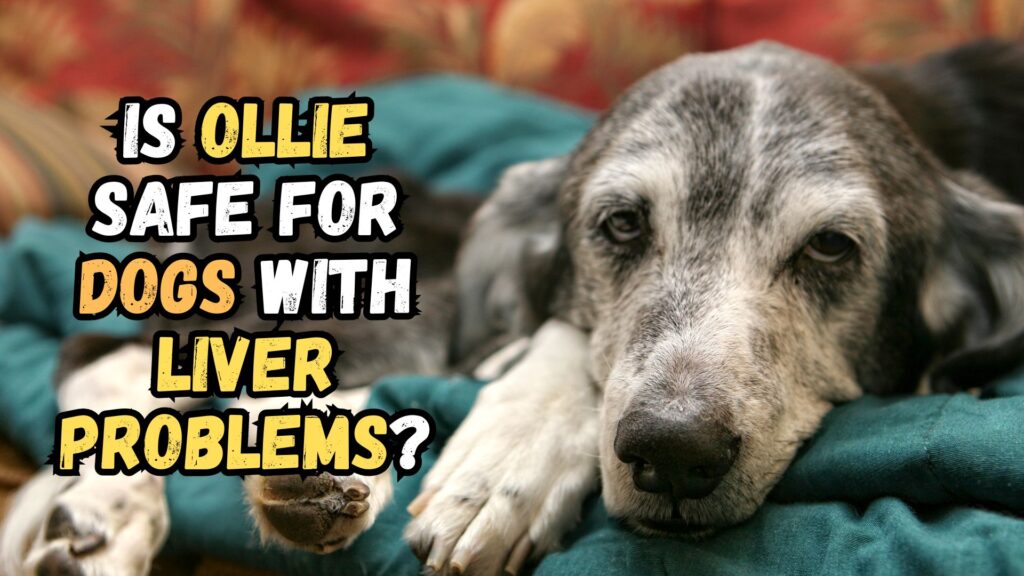 is-Ollie-safe-for-dogs-with-liver-problems