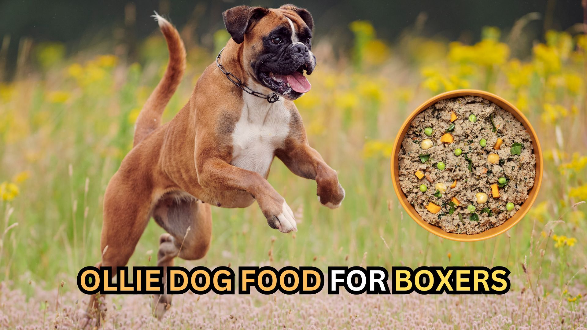 Ollie Dog Food For Boxers: Benefits, Nutrition, Comparison