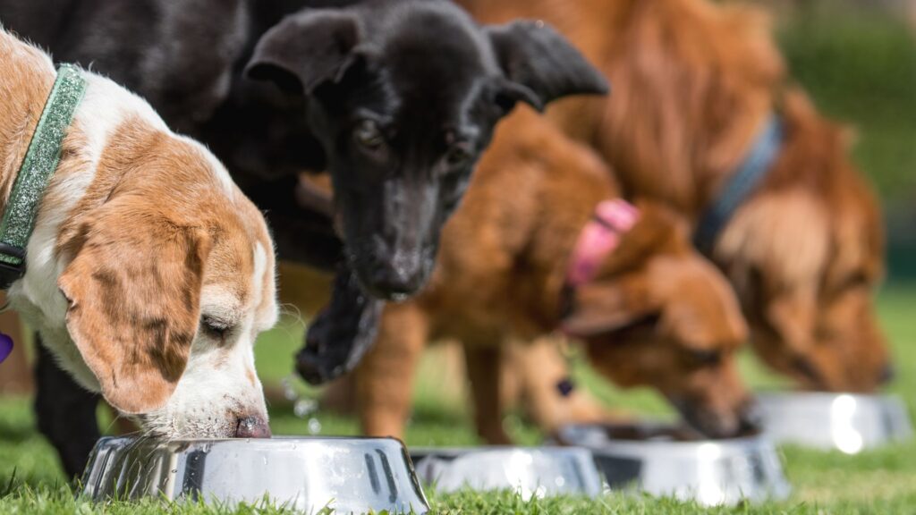 managing-and-modifying-dogs-eating-behavior