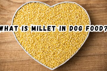 millet-grain-in-dog-food
