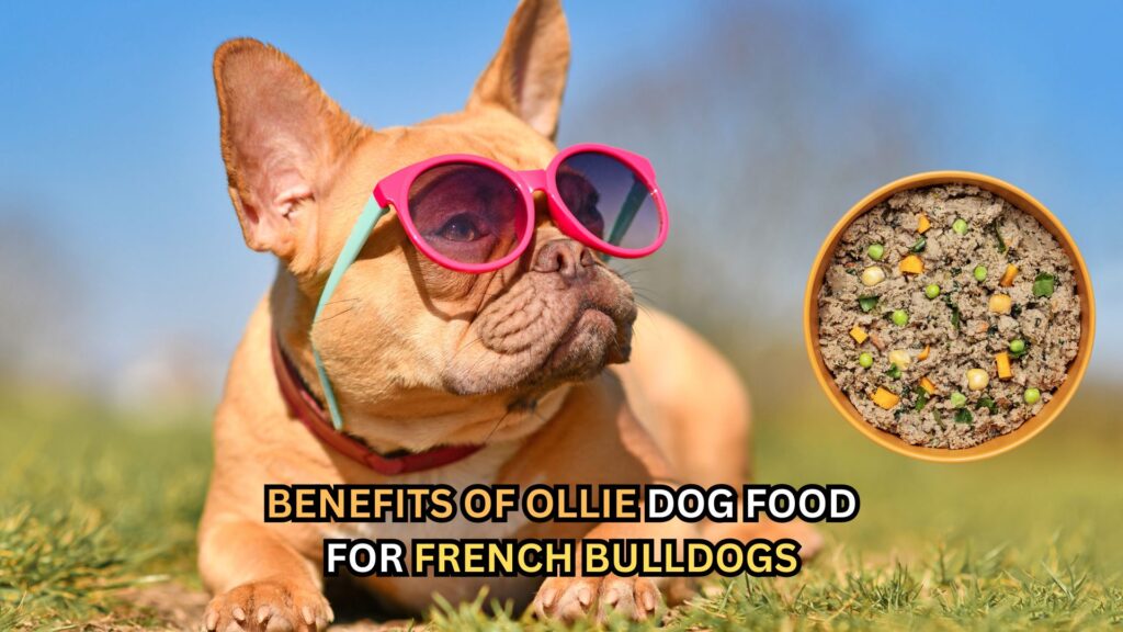 ollie-dog-food-for-french-bulldogs