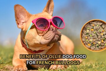 ollie-dog-food-for-french-bulldogs