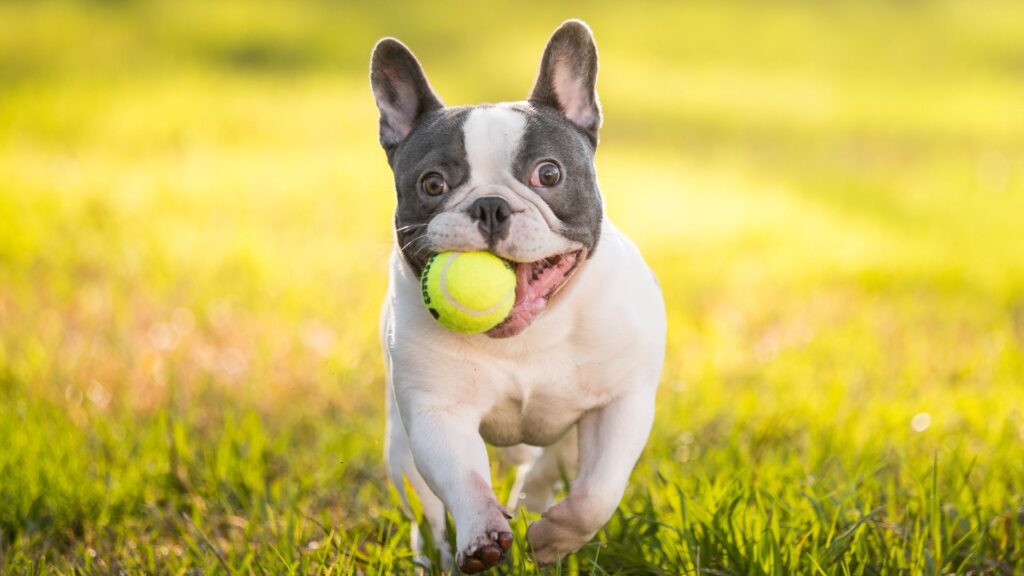 ollie-dog-food-positive-impact-on-french-bulldogs-health