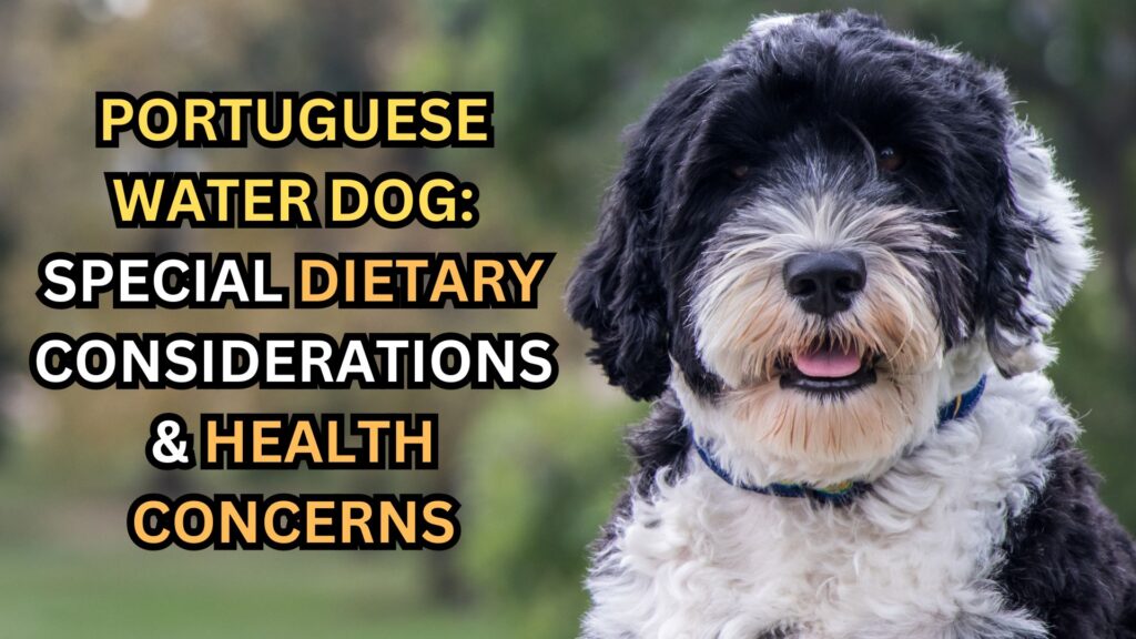 portuguese-water-dog-dietary-considerations-and-health-concerns