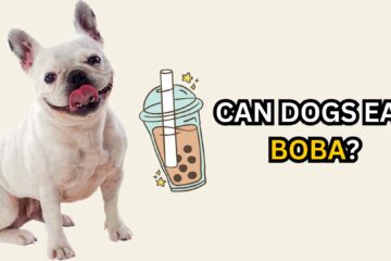 reasons-why-dogs-should-avoid-Boba