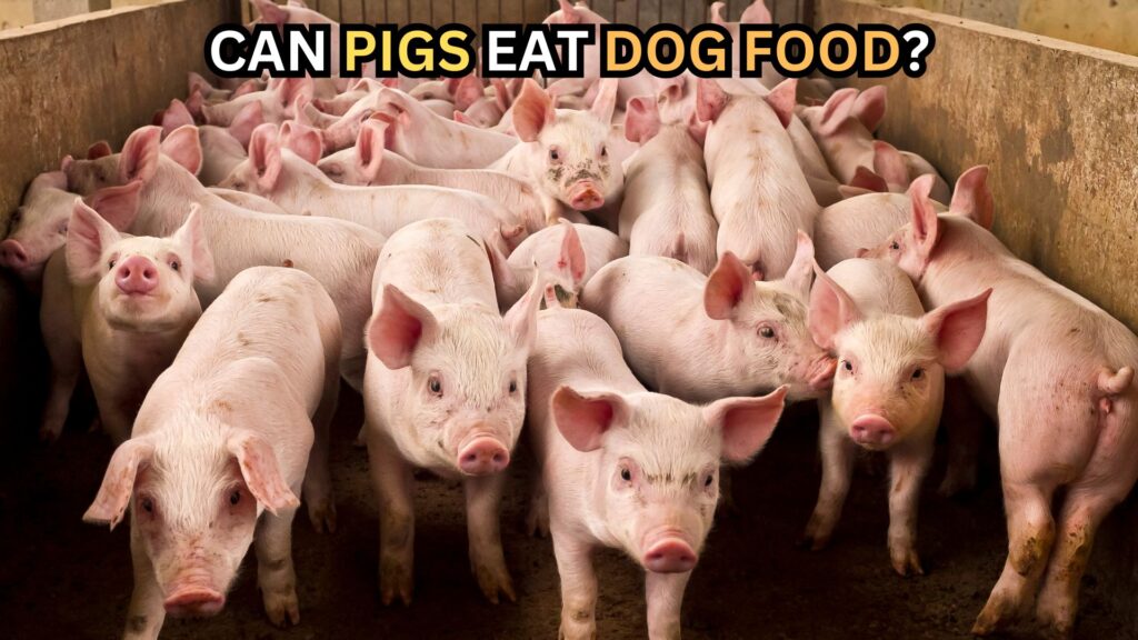 safety-of-feeding-dog-food-to-pigs