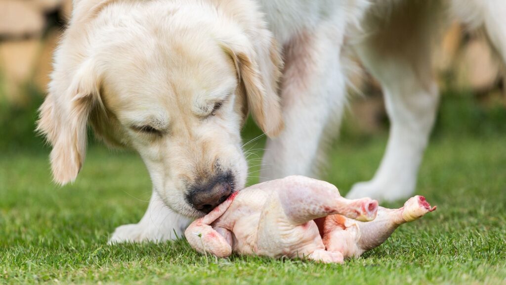 the-potential-drawbacks-of-deboned-chicken-for-dogs