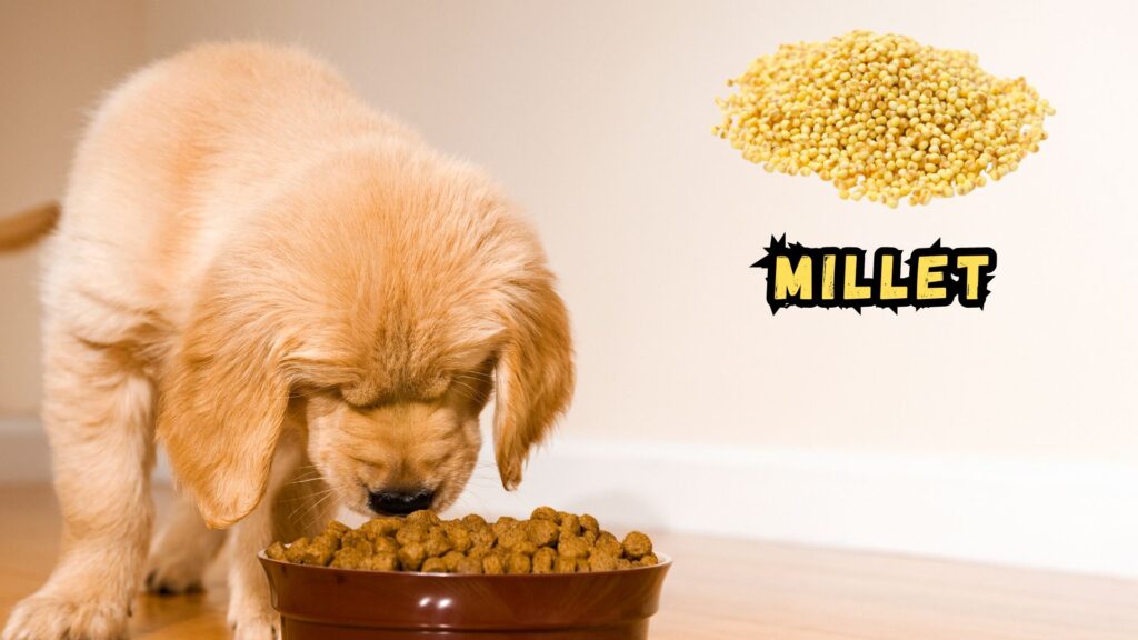 benefits-of-millet-in-dog-foods