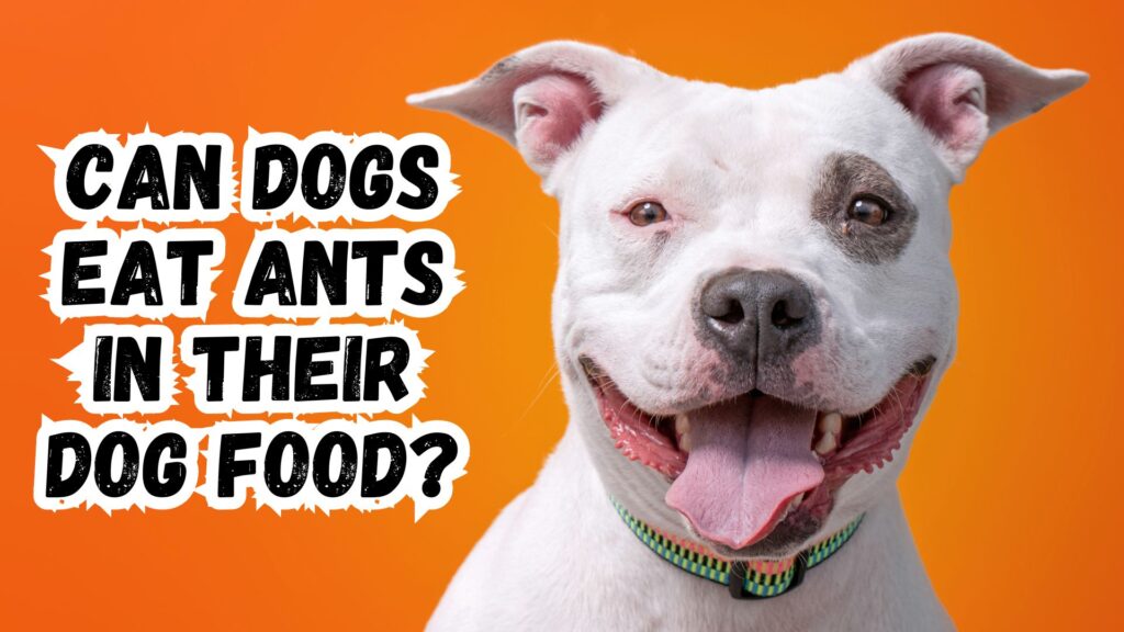 can-dogs-eat-ants-in-their-dog-food-image