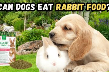 can-dogs-eat-rabbit-food