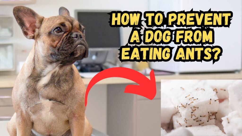 how-to-prevent-a-dog-from-eating-ants