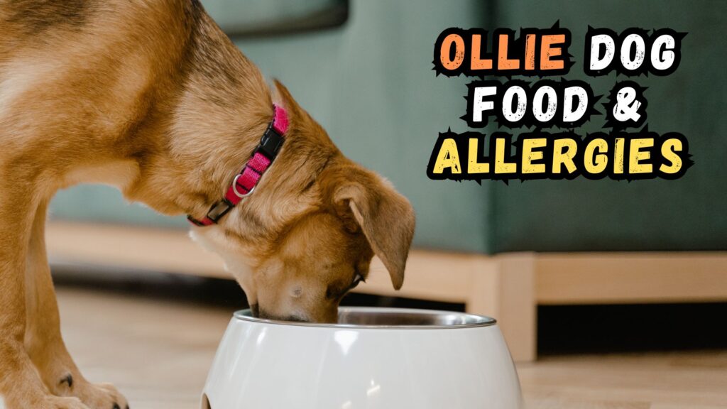 ollie-dog-food-and-allergies