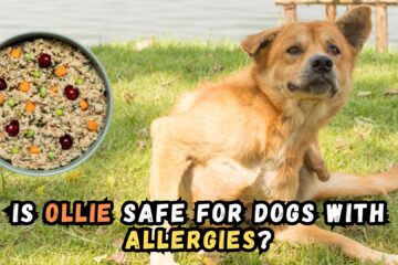 ollie-dog-food-for-allergies