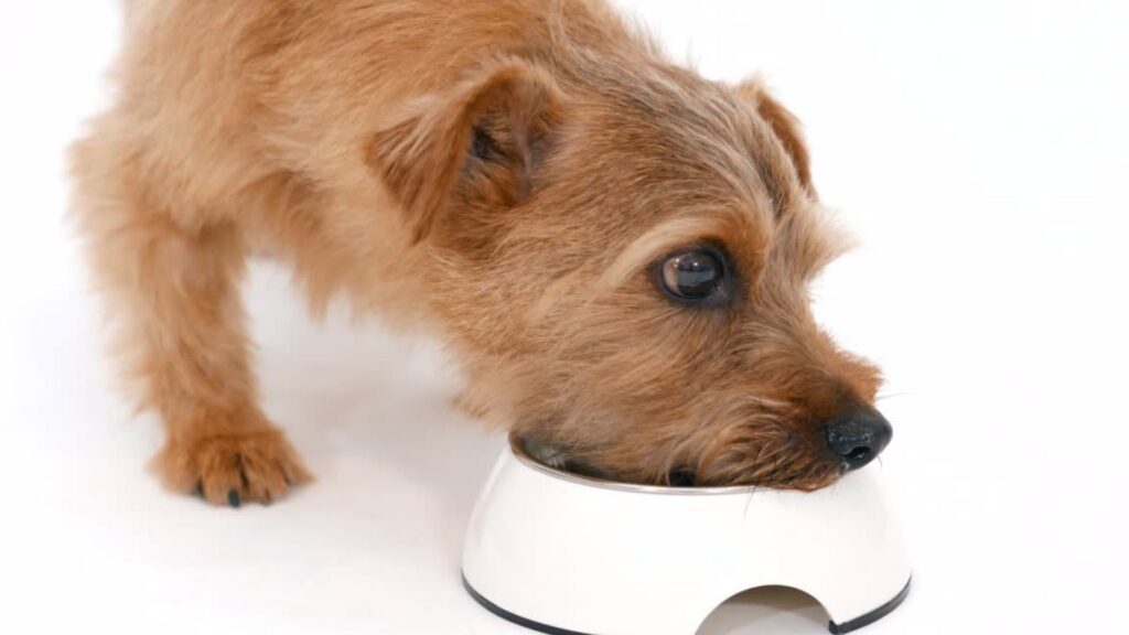 ollie-vs-bil-jac-dog-food-feeding-guidelines-and-portions