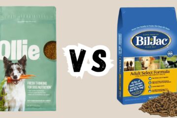 ollie-vs-bil-jac-dog-food-review-and-comparison