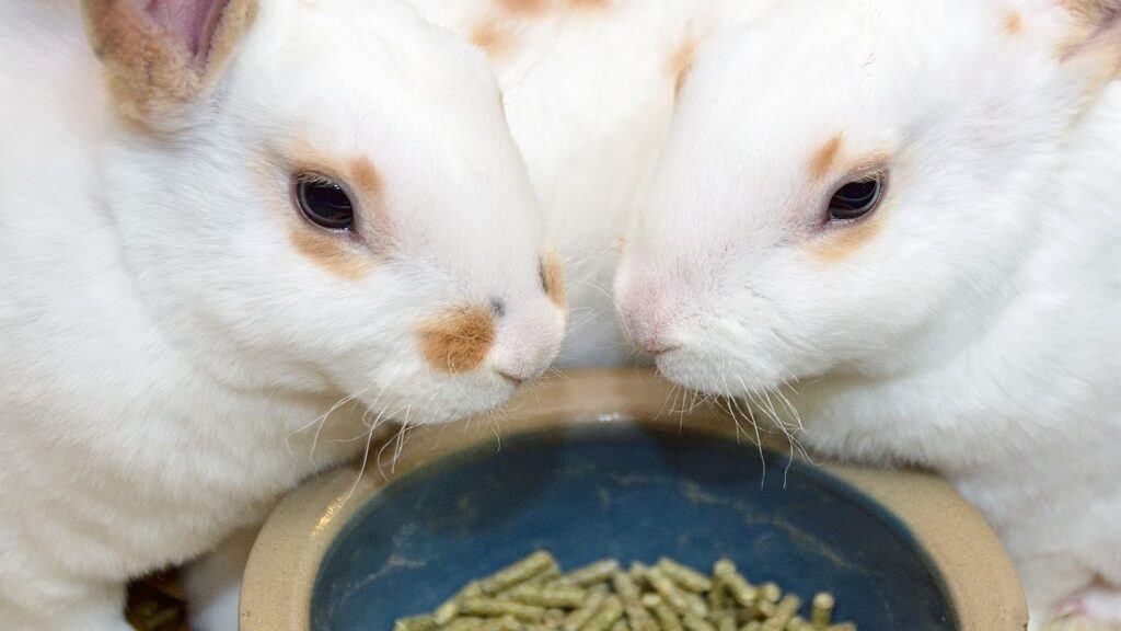 rabbits-eating-food