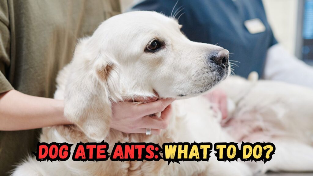 read-what-to-do-if-your-dog-eats-ants