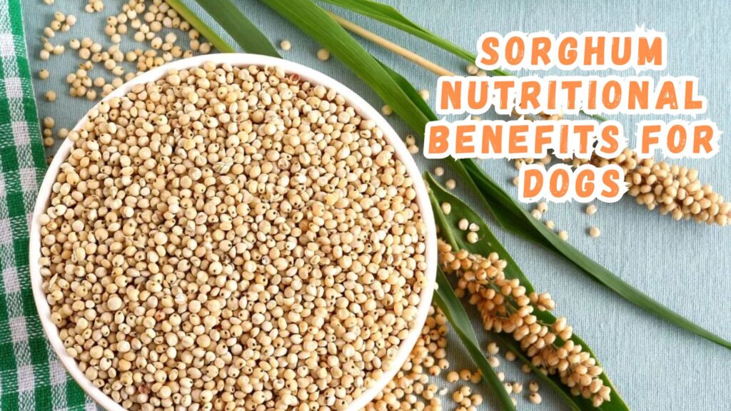 sorghum-nutritional-benefits-for-dogs
