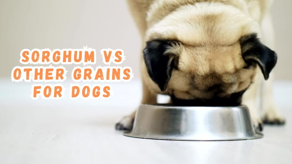 sorghum-vs-other-grains-for-dogs
