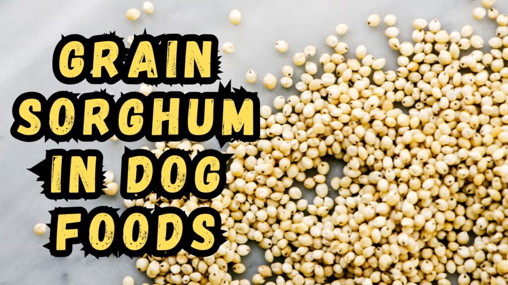 what-is-grain-sorghum-in-dog-food