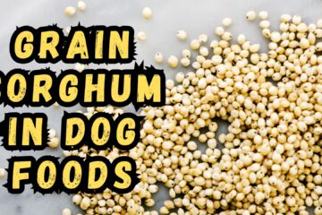 what-is-grain-sorghum-in-dog-food