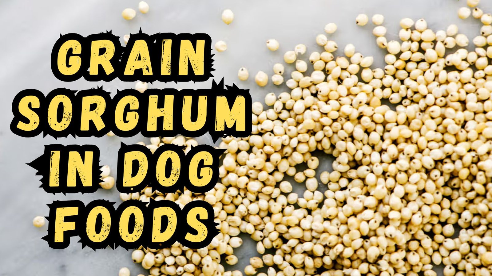 What Is Grain In Dog Food? Find Out Now!