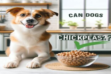can-dogs-eat-chickpeas