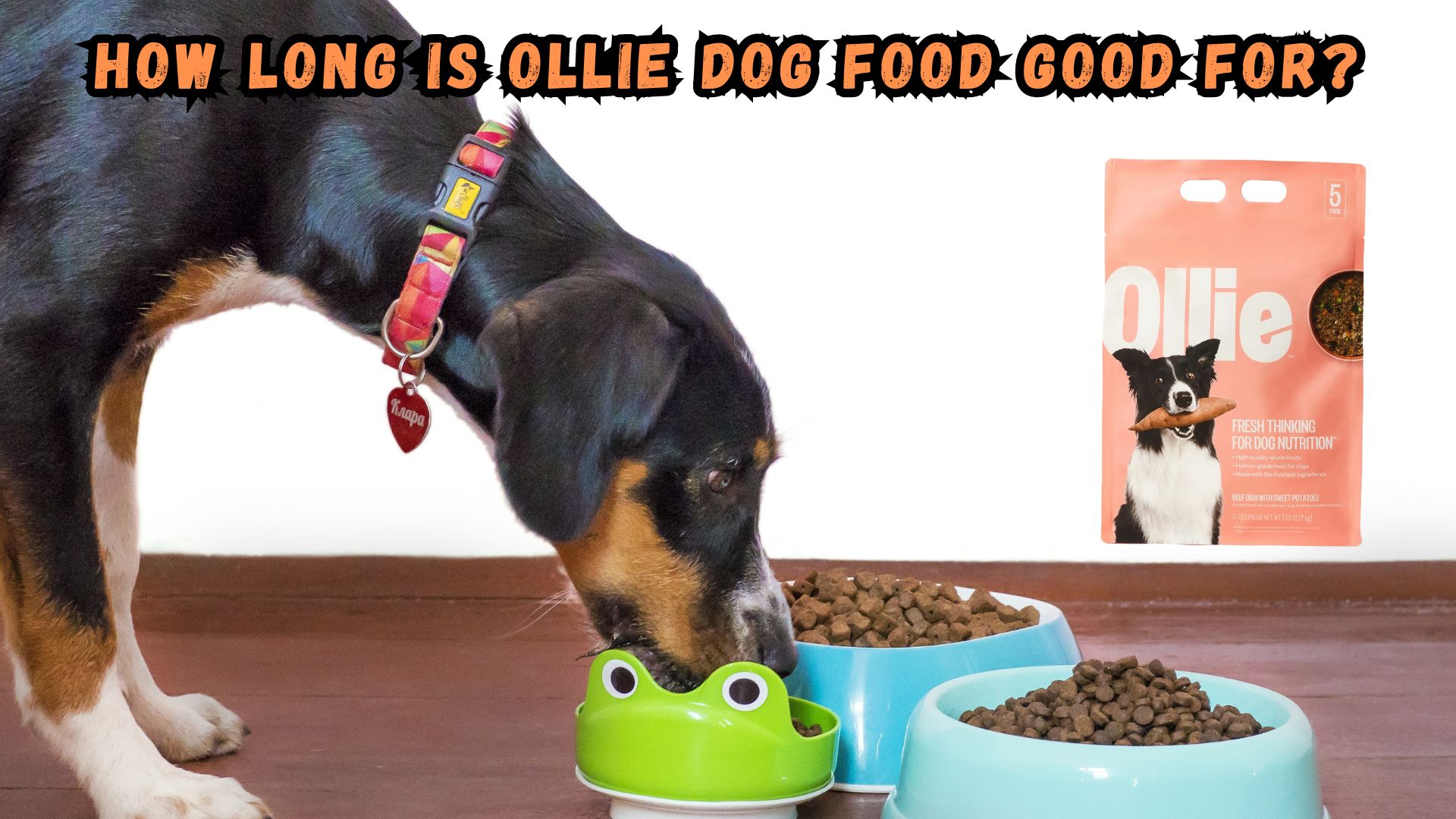 How Long is Ollie Dog Food Good For? FAQ's