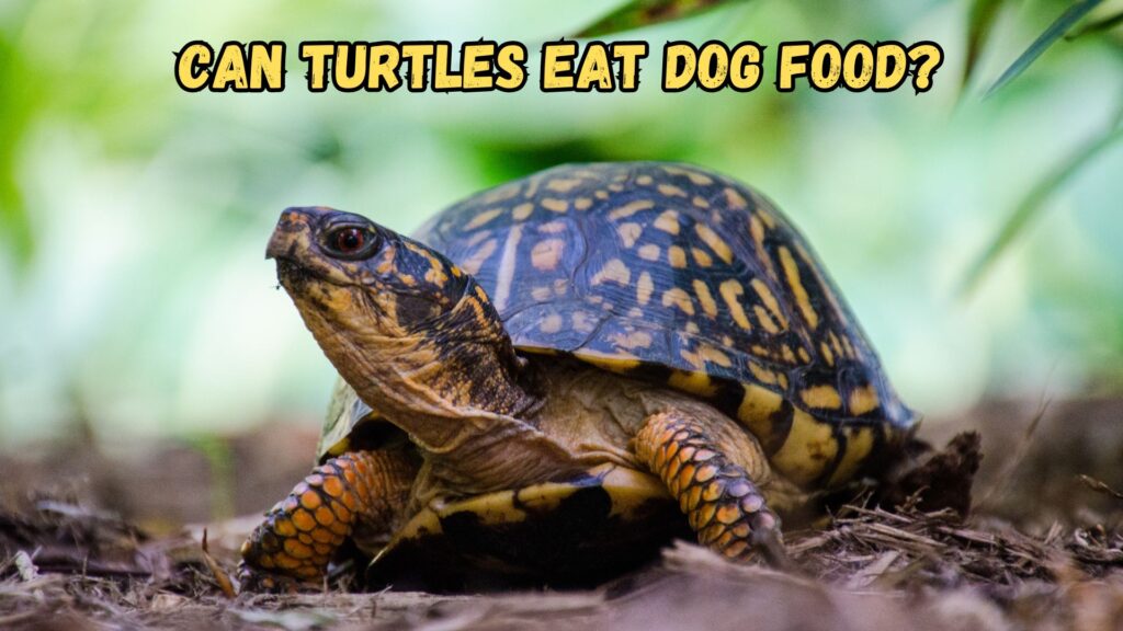 can-turtles-eat-dog-food