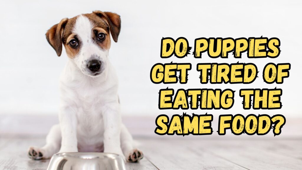 do-puppies-get-tired-of-eating-the-same-food-again-and-again-everyday