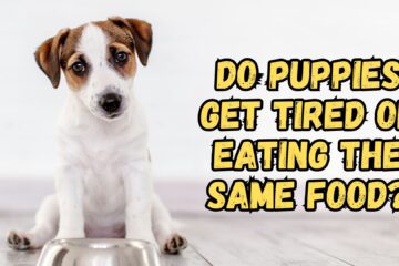 do-puppies-get-tired-of-eating-the-same-food-again-and-again-everyday