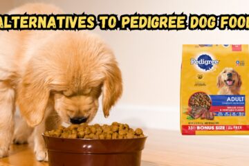 top-five-alternatives-to-pedigree-adult-dog-food