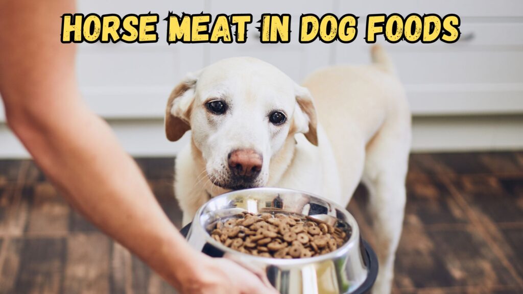 Is Dog Food Made From Horses