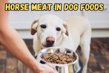 Is Dog Food Made From Horses