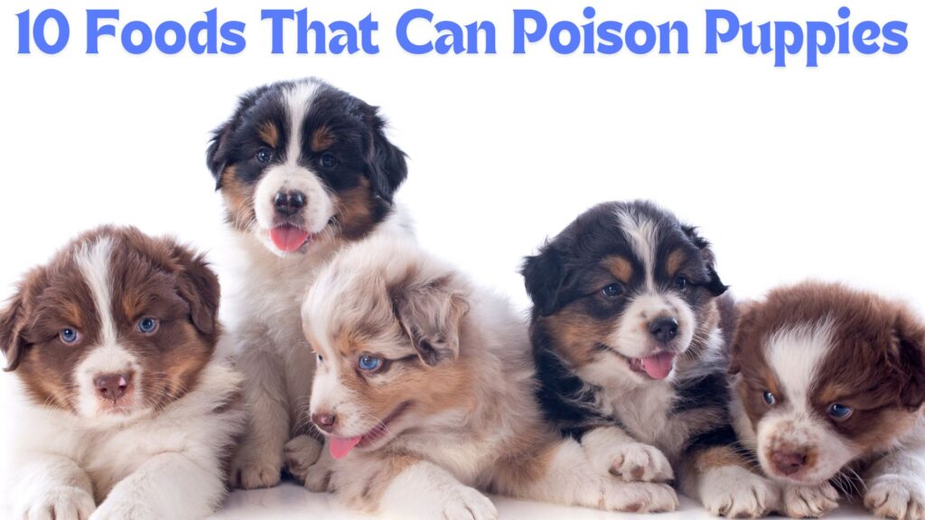 10 Foods That Can Poison Puppies