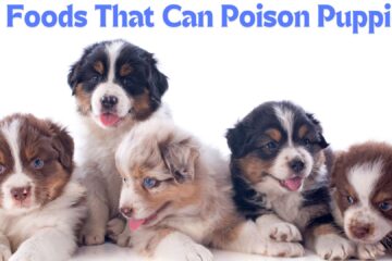 10 Foods That Can Poison Puppies